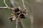 American witch-hazel